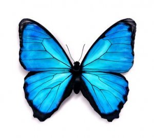 Blue butterfly with soft shadow on a white background